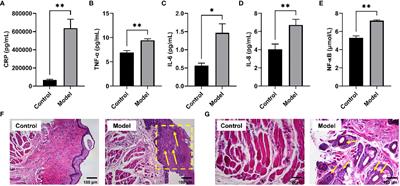 Gut microbiota and metabolic profiles in chronic intermittent hypoxia-induced rats: disease-associated dysbiosis and metabolic disturbances